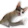 hiroko