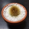 鯖
