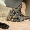 Fuwa