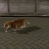 rrro