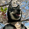 くまやさい