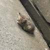 りり