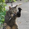 ヒキニートてる