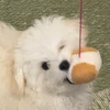 おにぎりアニー