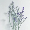clr
