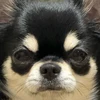 uepdn