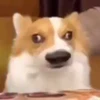 ぽぽちゃん