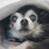 むらお