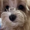 さくら