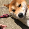 Go