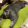 起きてルーシー