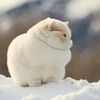 飼い猫ちゃん