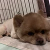 たこせん
