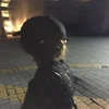れいこ