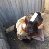 ののか