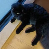 ホーランド33
