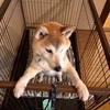 アイルー