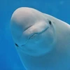 ベルーガ