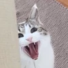 はるばしら2