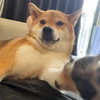 あむ