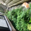 ベルくん