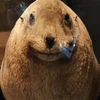 あずさ