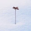 オクラ