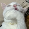 はくまるすいさん