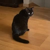 秋音