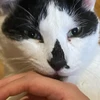 ななこ
