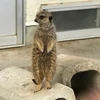 音太