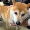 nakatoshi