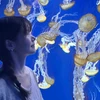 ありめろん