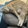 昼猫