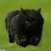 ぽんぽや