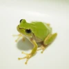 の