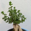 ヒト