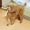 魚見