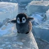 積み映画が増えてくペンギン