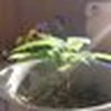 食用のアボカド
