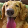 さっこ