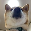 TAKETOMO