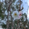 かもめ