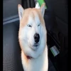 りず