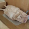 ねこねむる