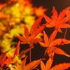 稲