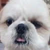 ゆりちゃんまん