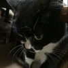 としちゃん