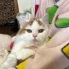 02kimi_