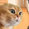heitaipanda2